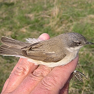 Lesser Whitethroat